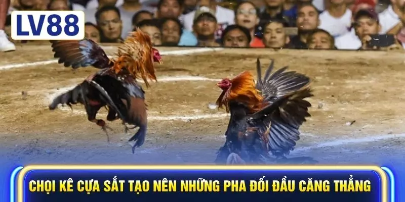 Chọi kê cựa sắt tạo nên những pha đối đầu căng thẳng