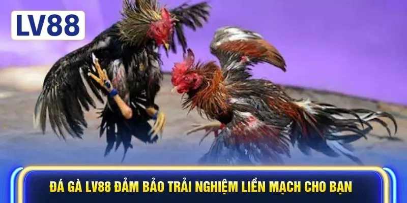 Đá gà LV88 đảm bảo trải nghiệm liền mạch cho bạn